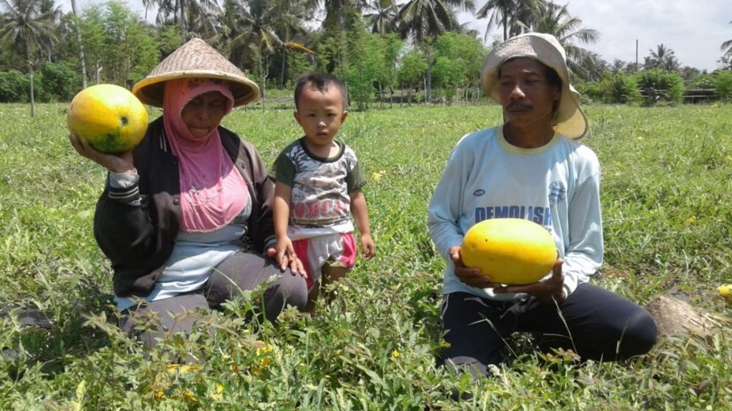 Cara Menanam Semangka Kuning