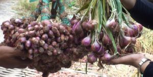 manfaat bawang