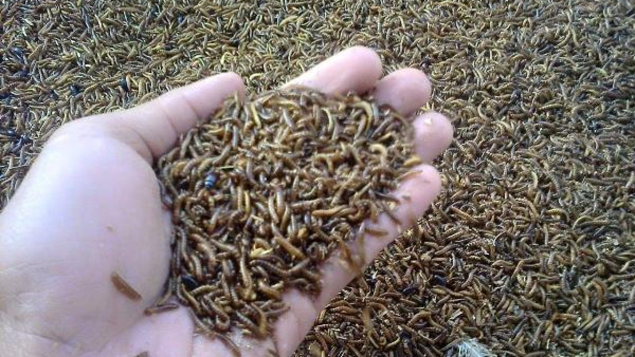Ulat Kandang