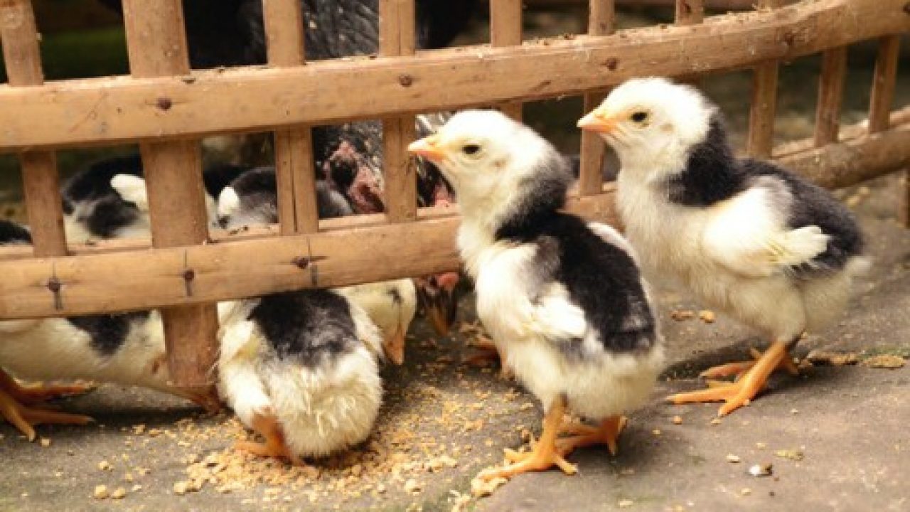 cara merawat hewan peliharaan ayam