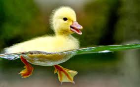 Cara Merawat Anak Bebek