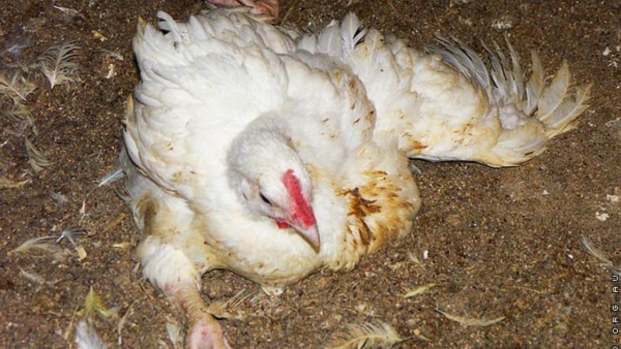 cara memelihara ayam boiler