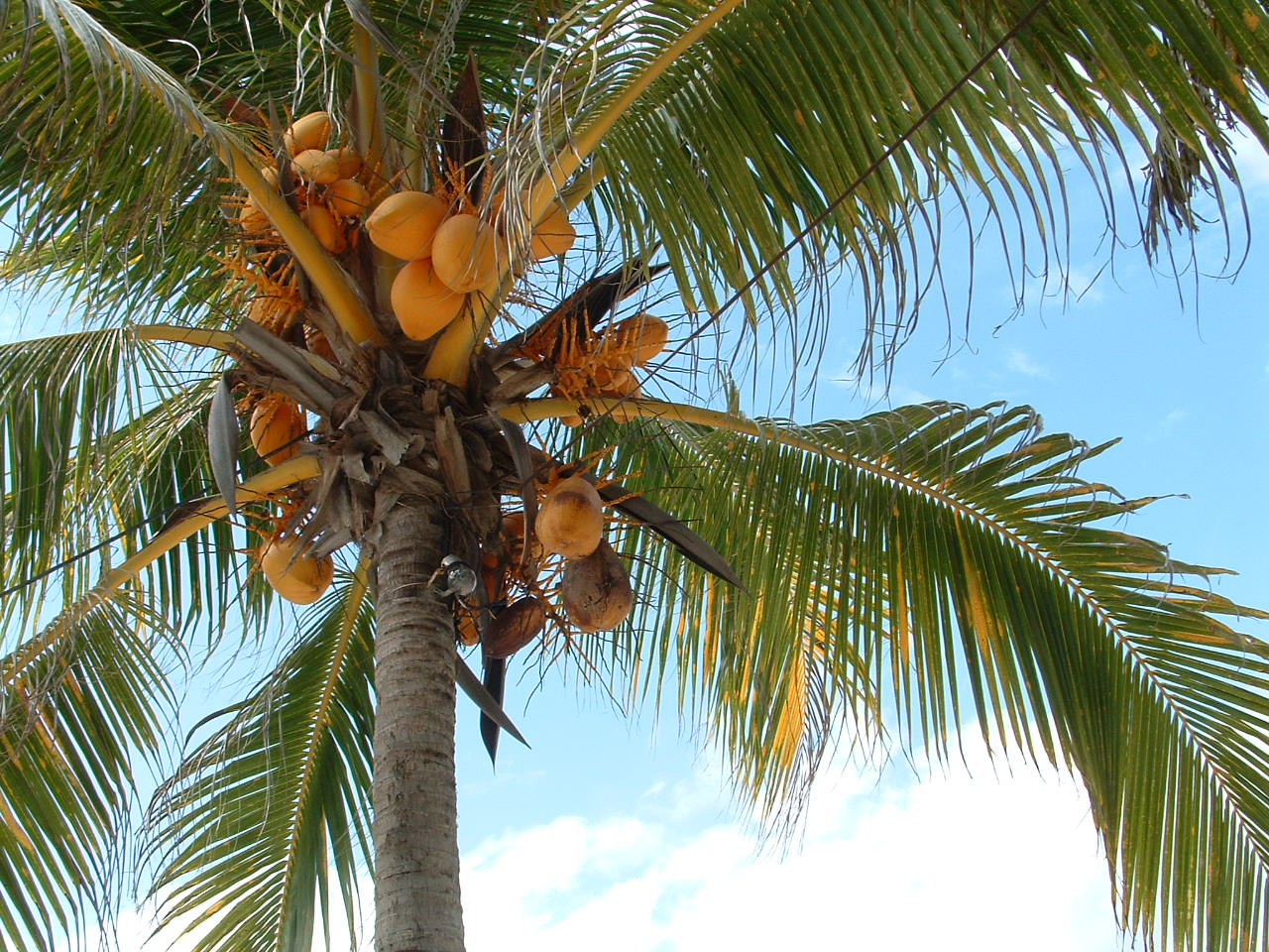 manfaat akar pohon kelapa