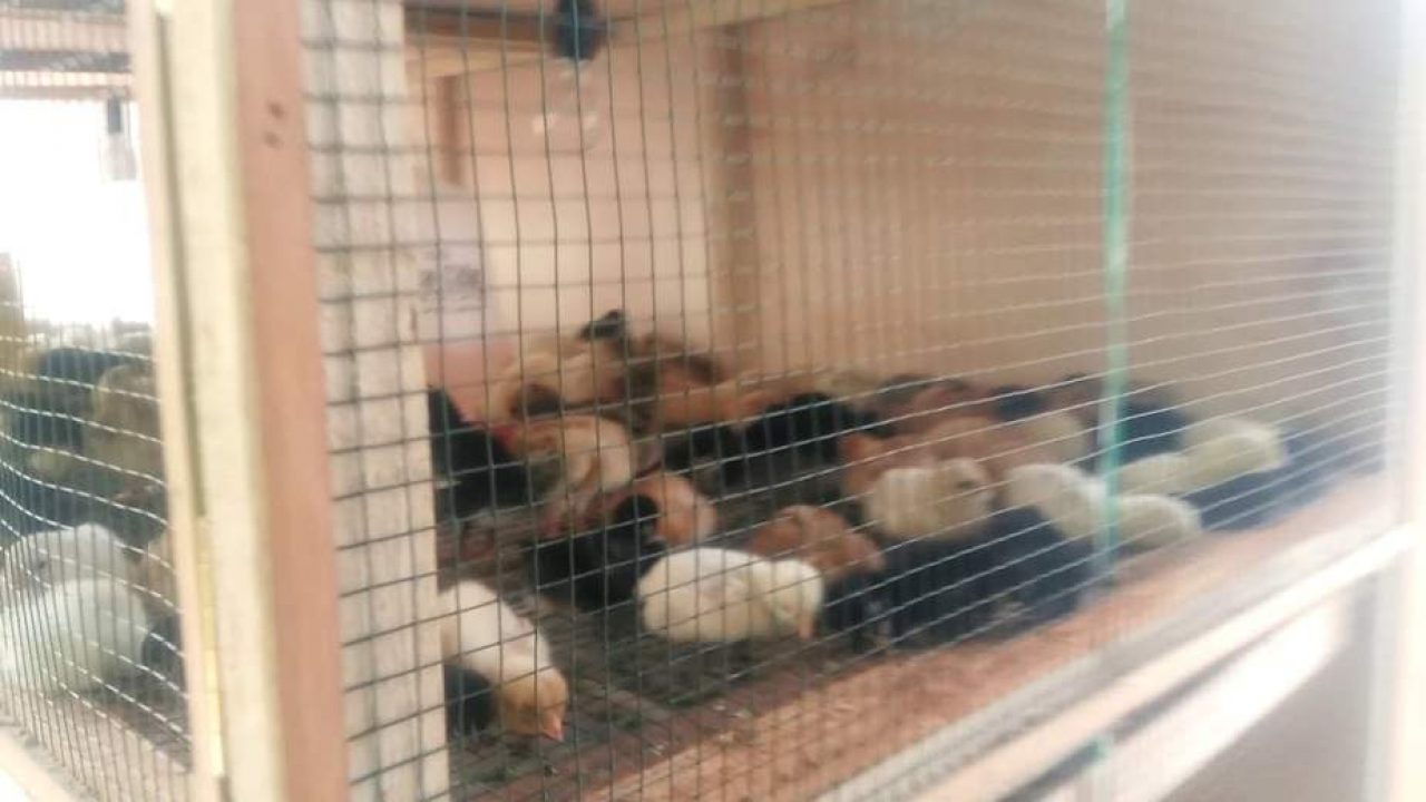 cara merawat ayam dengan baik