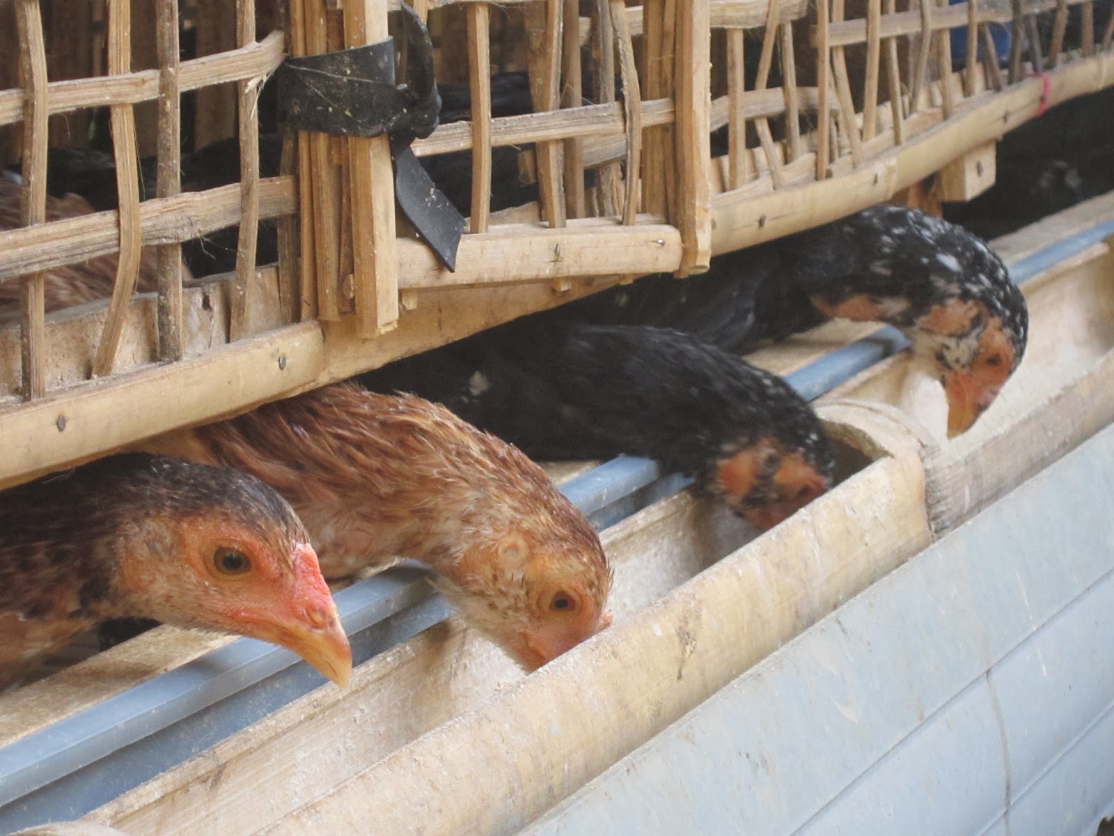 peluang usaha ternak ayam