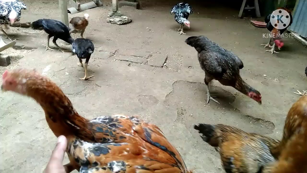 manfaat merawat ayam dengan baik