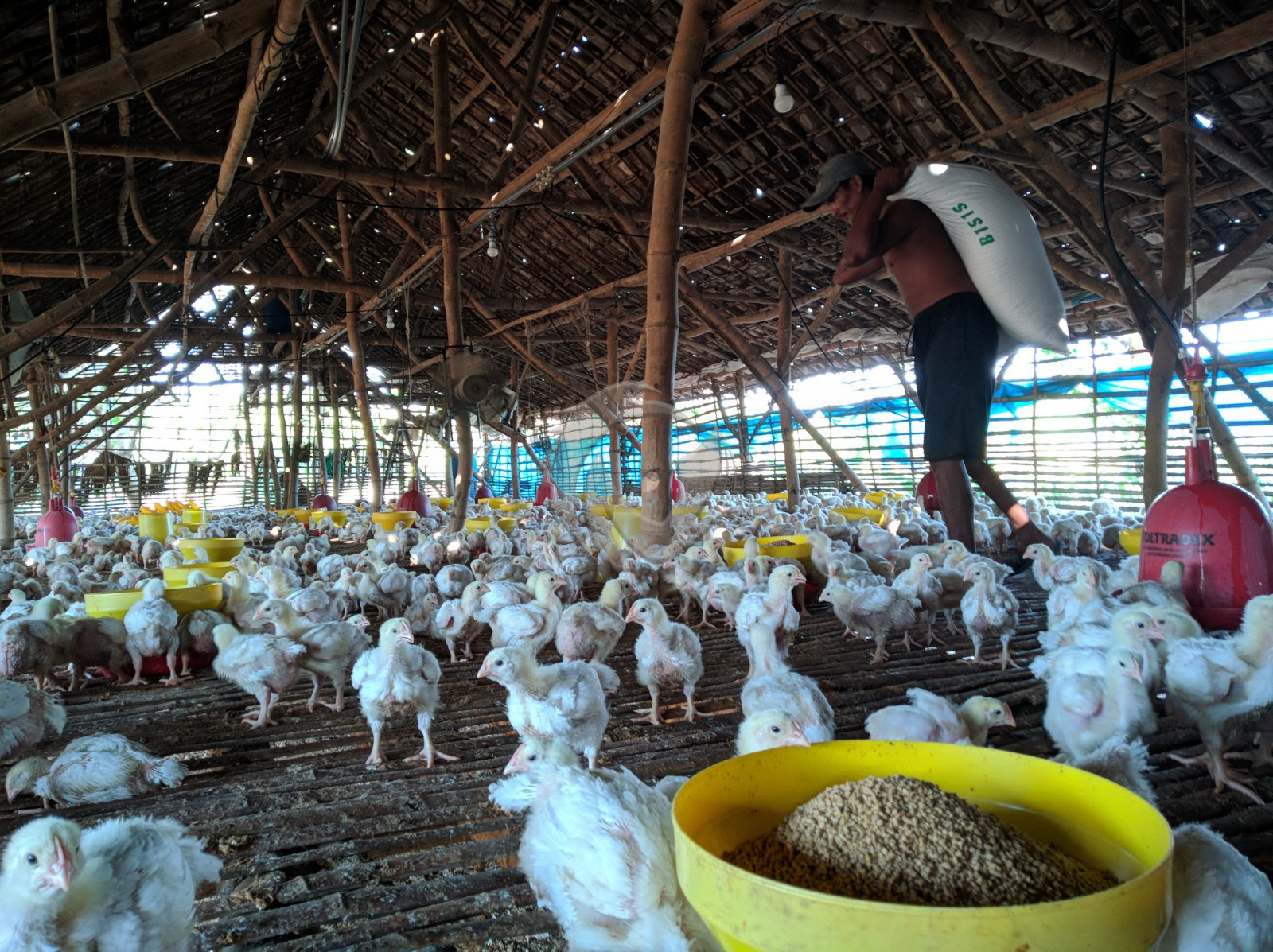 cara merawat ayam dengan baik