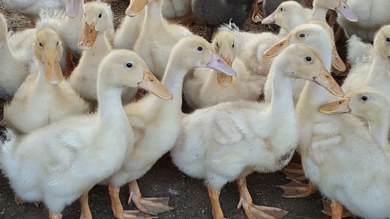 Cara Merawat Bebek Pedaging