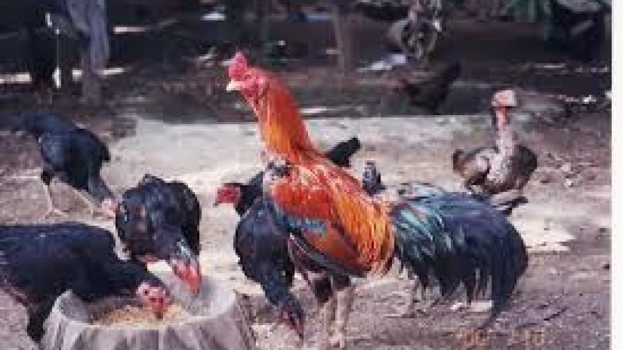 merawat ayam
