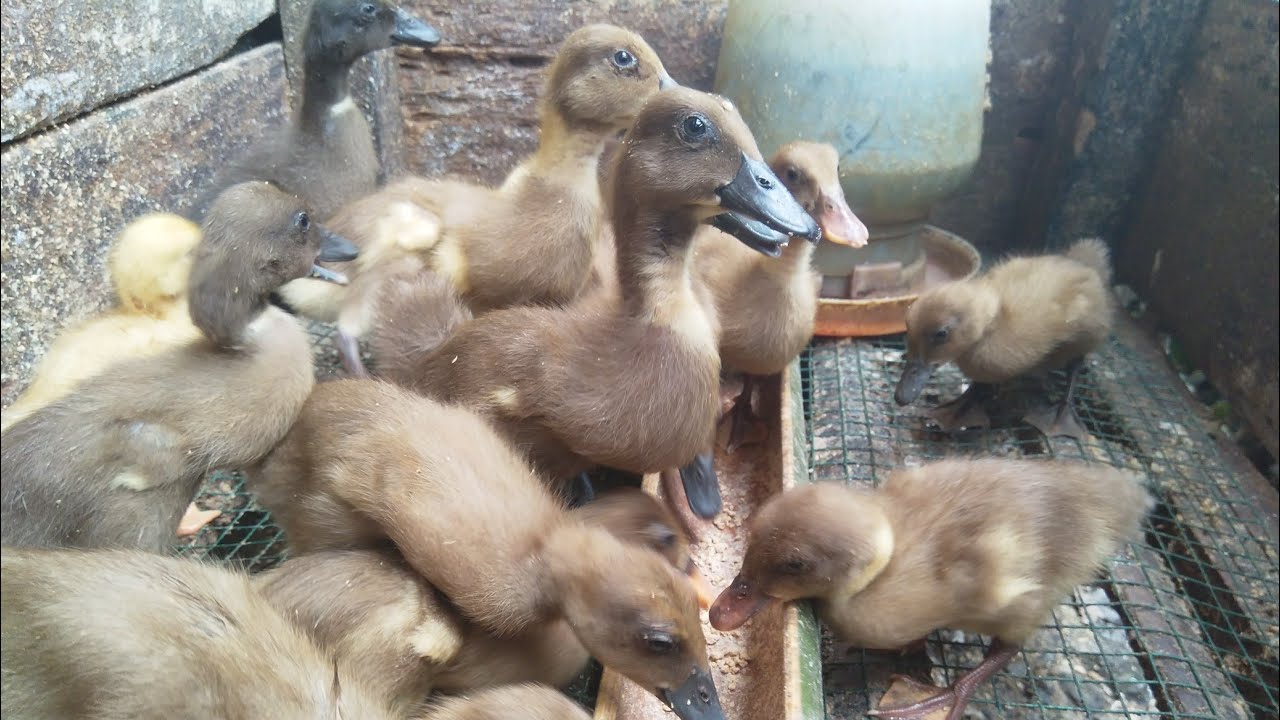 Cara Merawat Anak Bebek
