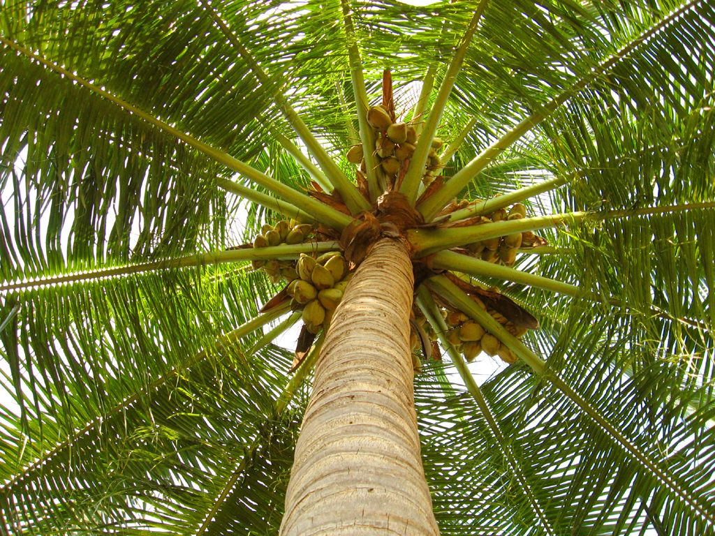 manfaat akar pohon kelapa