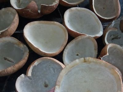 cara pembuatan kopra putih