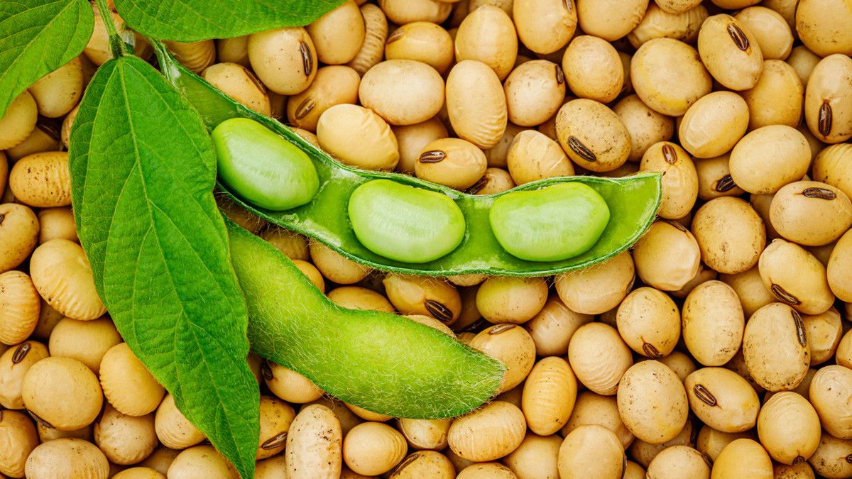 Cara Membuat Susu Kacang Kedelai 