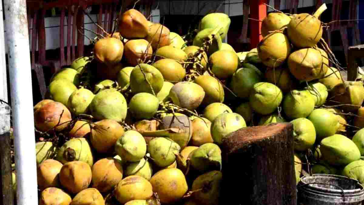 buah kelapa