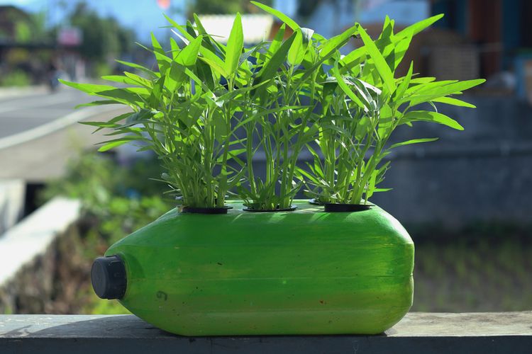 Cara Menanam Kangkung di Botol Aqua dengan Mudah