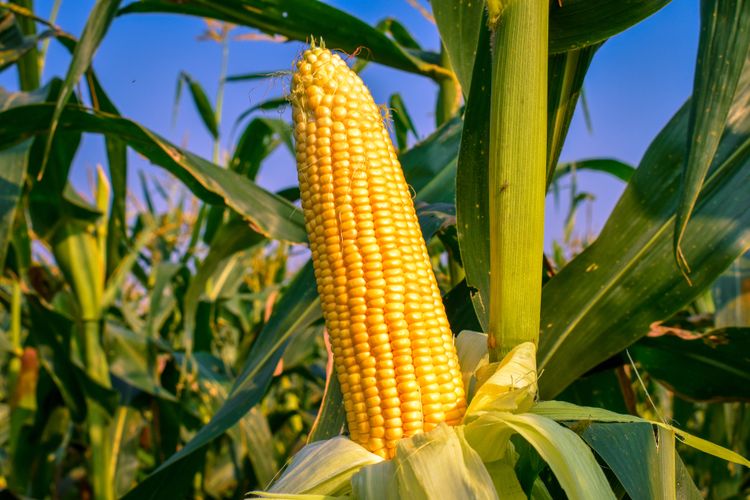 cara pemupukan jagung yang tepat