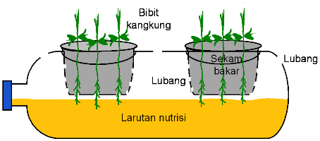 Cara Menanam Kangkung di Botol Aqua dengan Mudah
