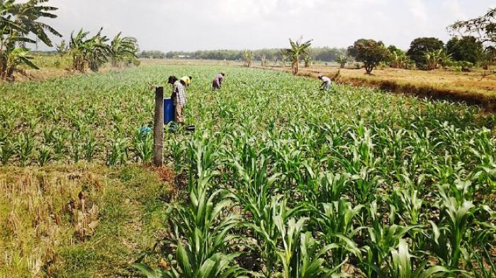 cara pemupukan jagung yang tepat