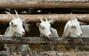 fermentasi rumput untuk pakan kambing