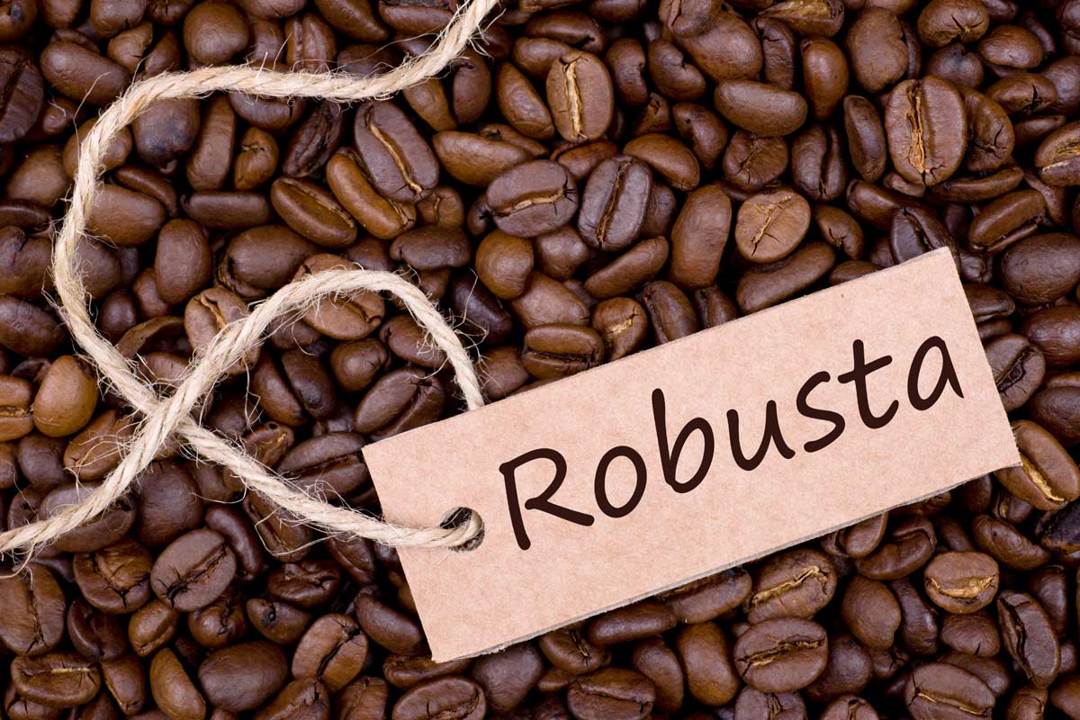 Cara Mengolah Biji Kopi Robusta