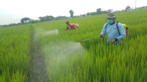bentuk dan budidaya rumput odot