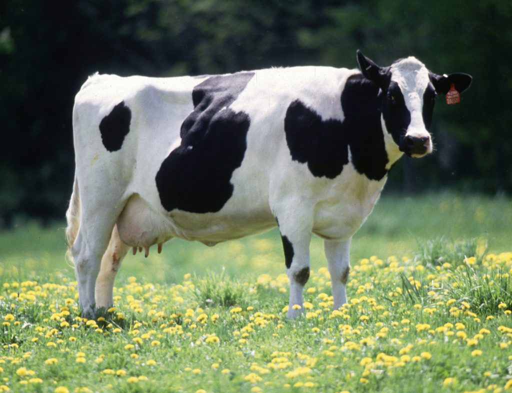 cara membuat konsentrat sapi perah