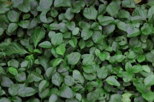 daun sebagai jenis bahan hijauan yang cocok untuk pupuk kompos