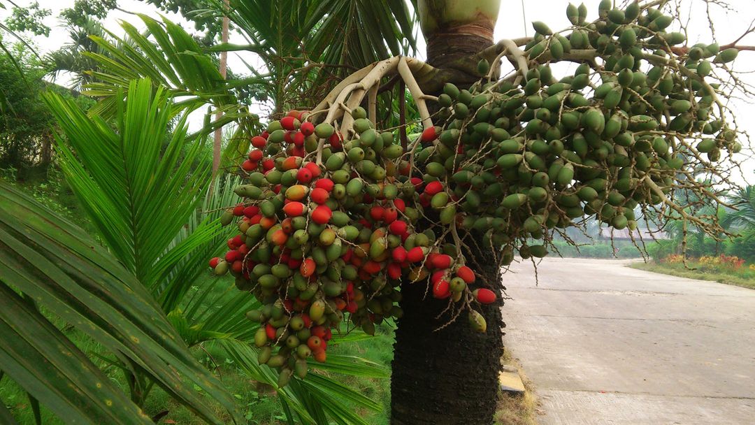 buah pinang