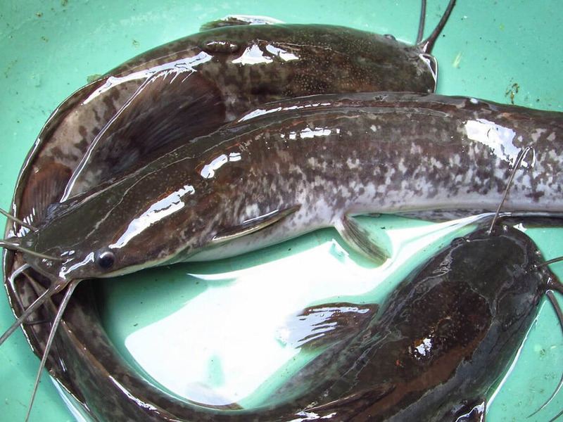 tips merawat ikan lele