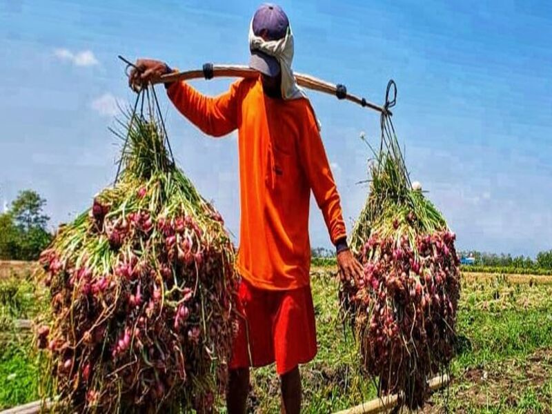 petani bawang merah 