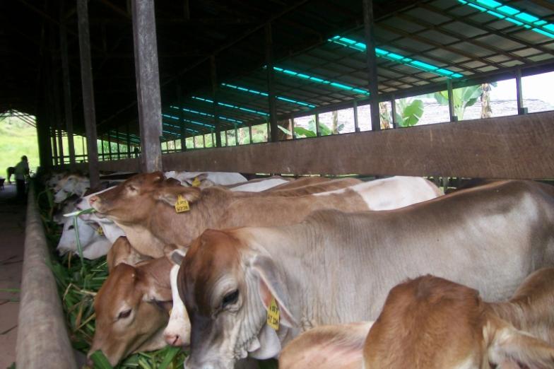 alat jegal sapi praktis