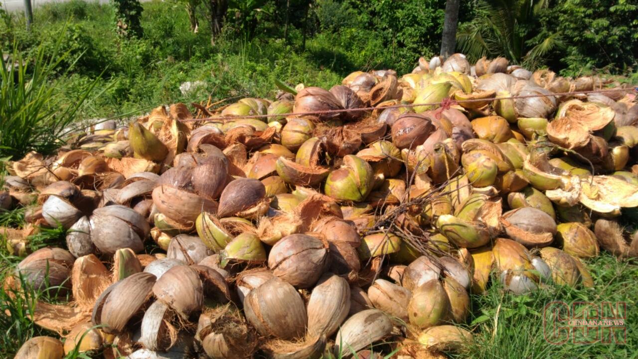 Daur Ulang Limbah Sabut Kelapa