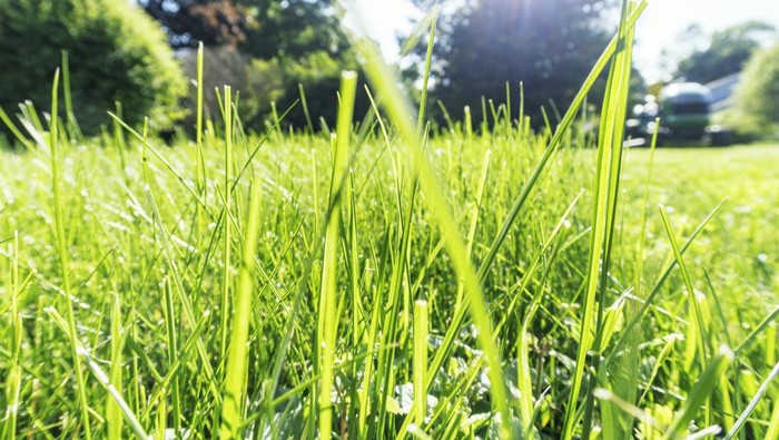 mesin pencacah rumput ternak