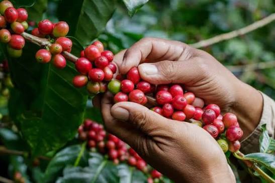 proses pemisahan biji dan kulit kopi