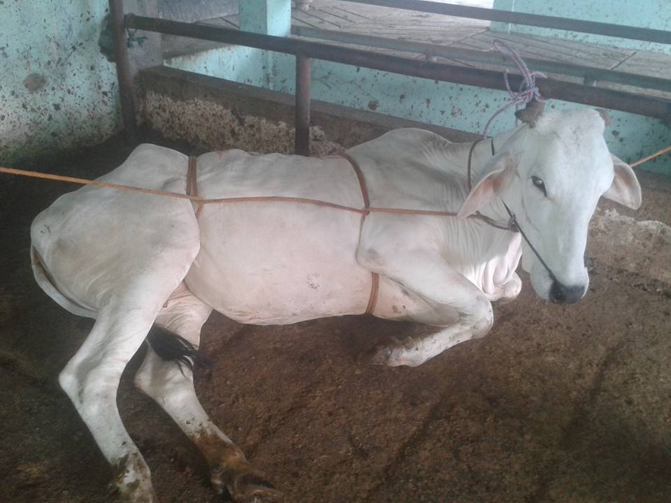 cara merebahkan sapi dengan aman