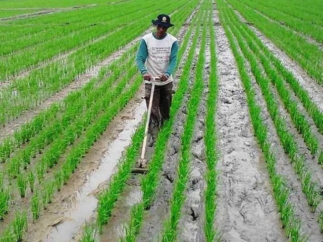 Perawatan alat tanam padi yang harus diperhatikan untuk menjaga alat tetap bersih dan berfungsi dengan baik.