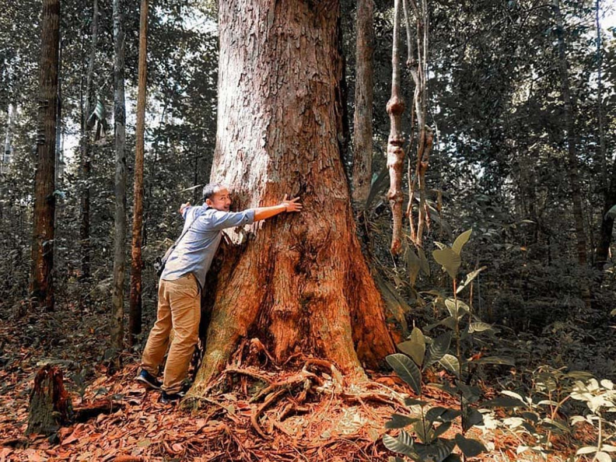 macam macam kayu kalimantan - pohon ulin