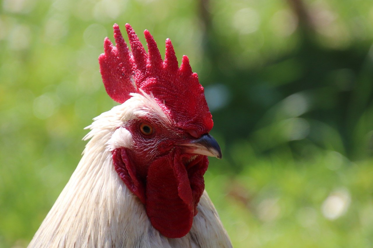 cara memelihara ayam boiler