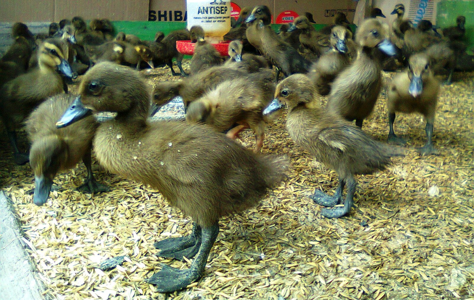 Cara Memelhara Anak bebek