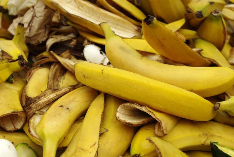 Cara Membuat Pupuk Organik Cair dari Kulit Pisang, Gampang Banget!