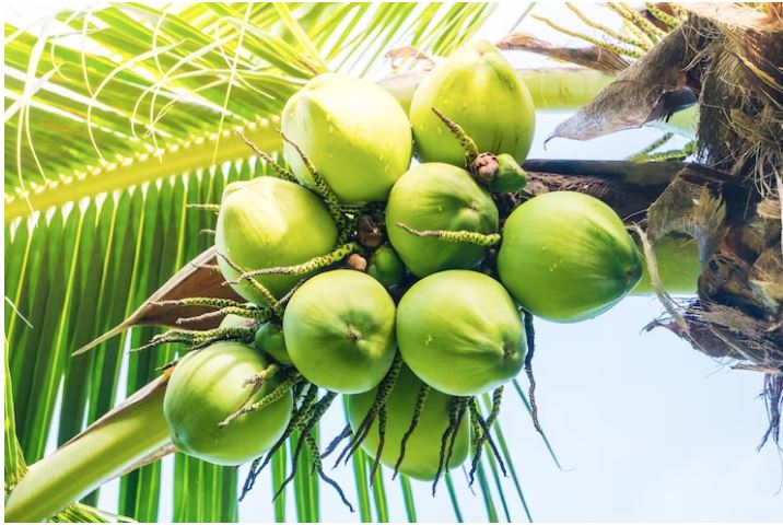 kandungan kelapa muda