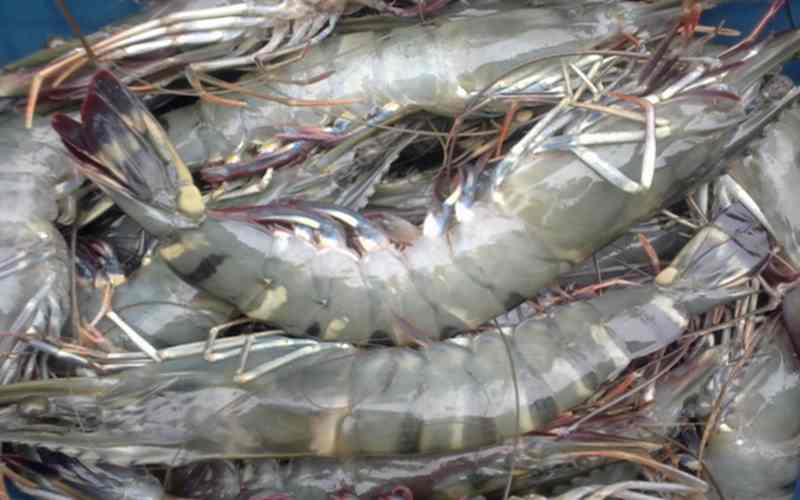 budidaya udang air tawar