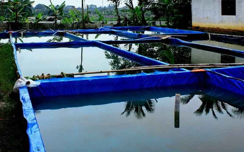 macam macam kolam ikan lele