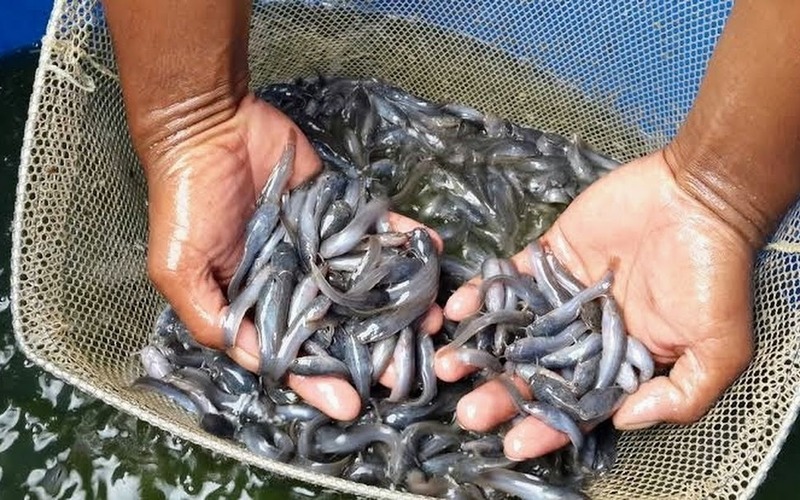 tips merawat ikan lele