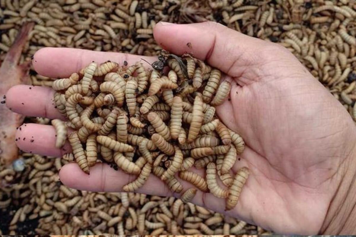 Pakan Maggot Agar Cepat Besar
