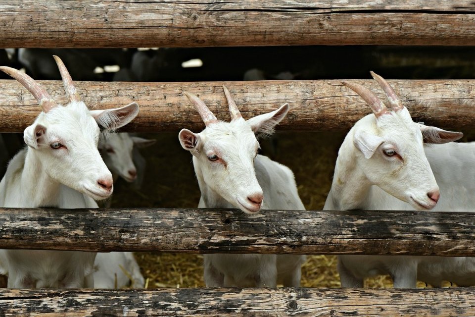 cara beternak kambing pemula
