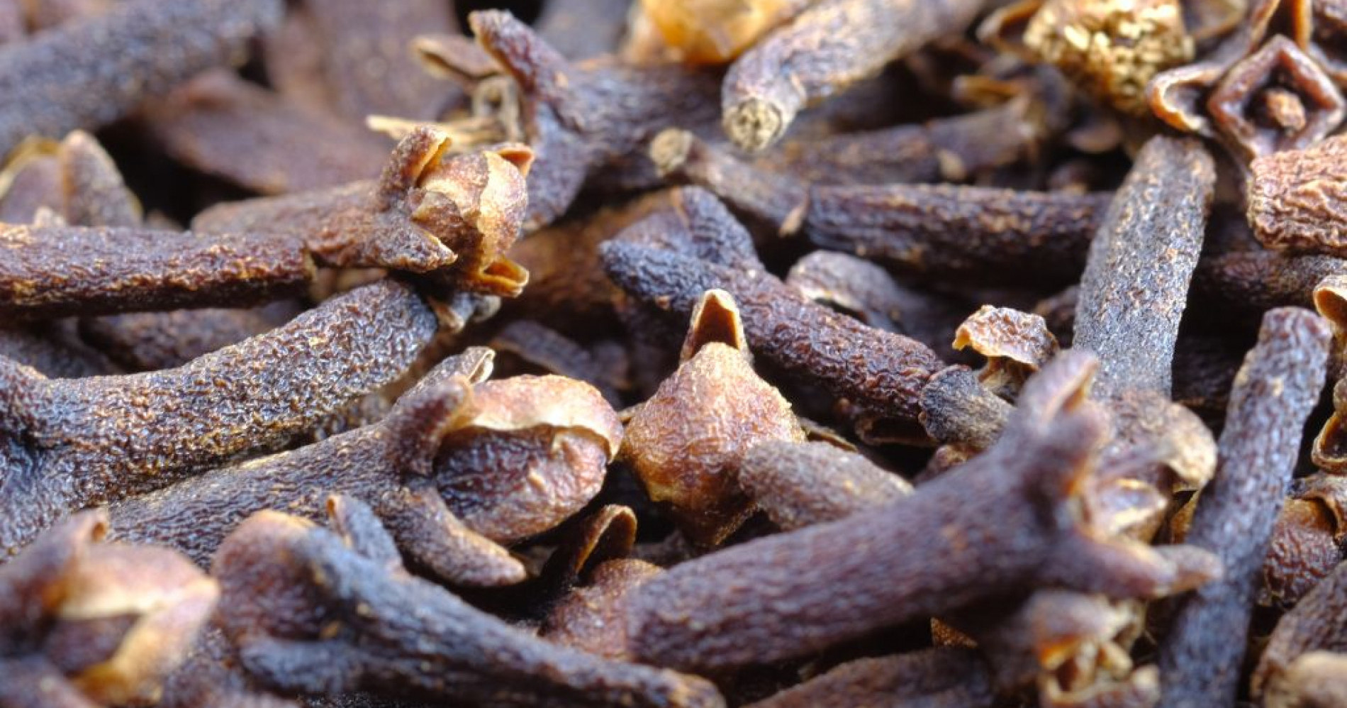 usaha pengolahan rempah cengkeh