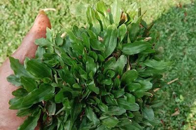 jenis rumput pakan kambing