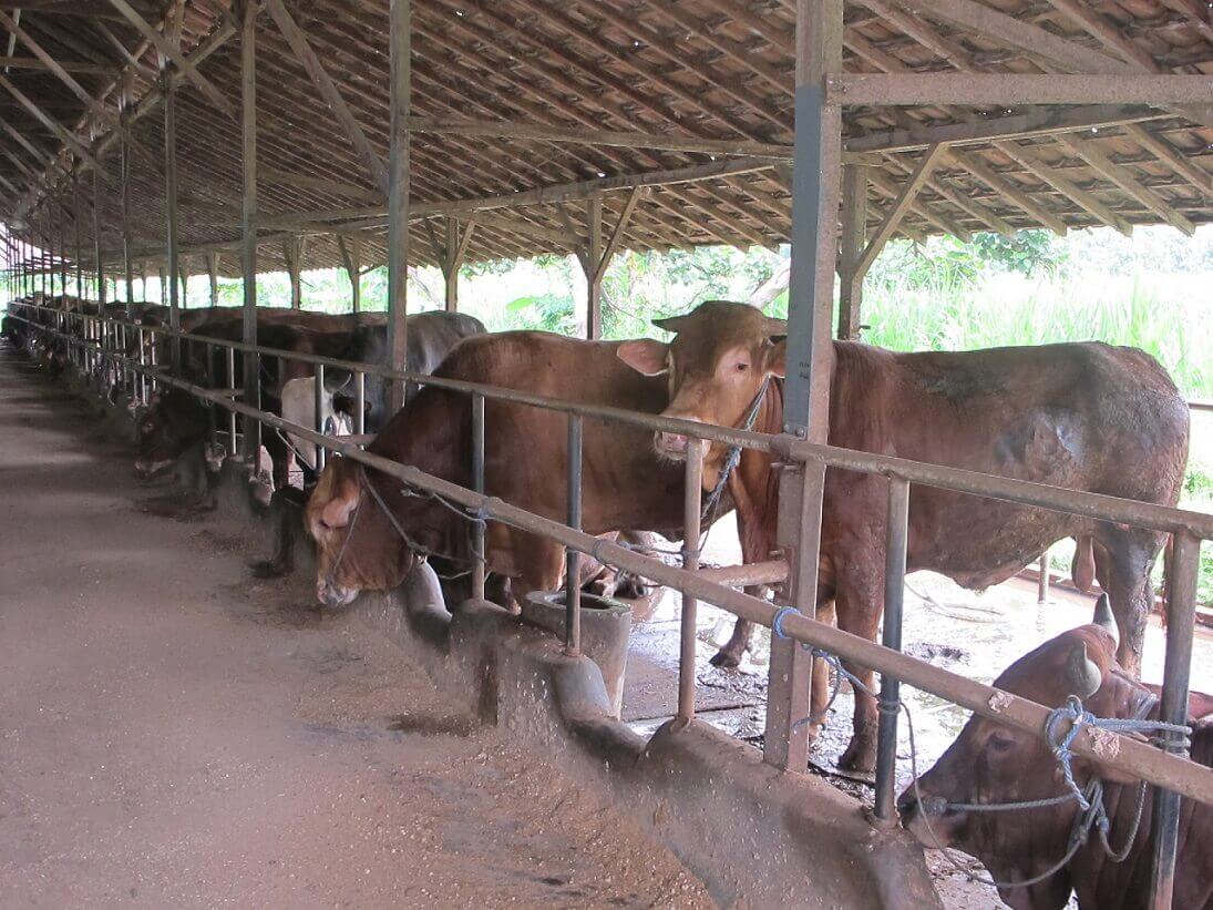 peralatan jagal sapi qurban