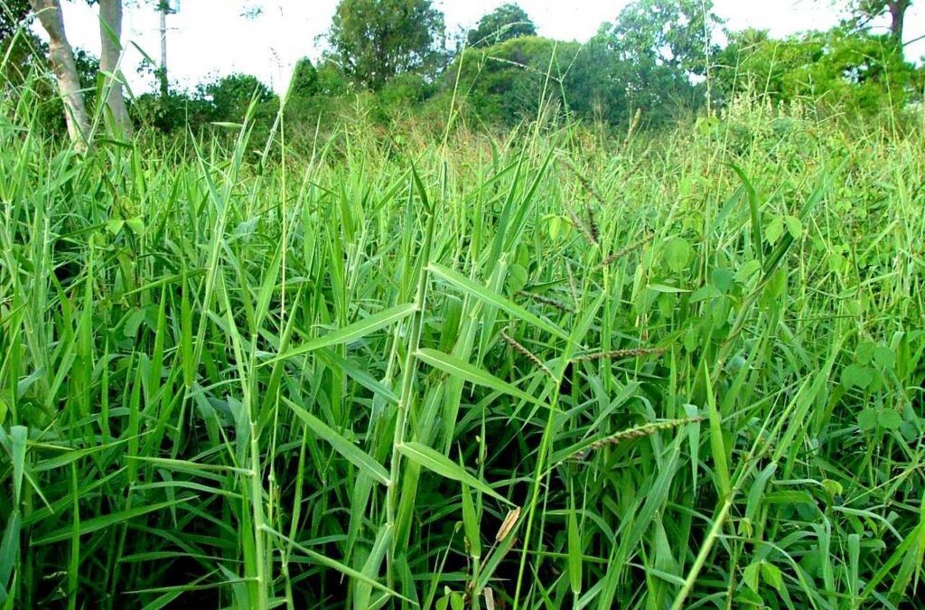 solusi pencacah rumput peternak